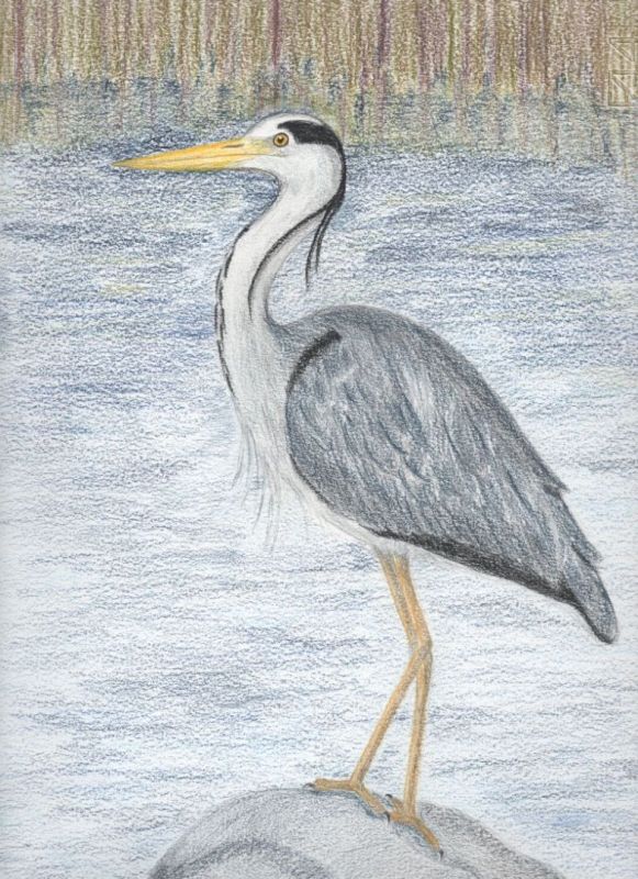 Matite colorate - Airone cenerino